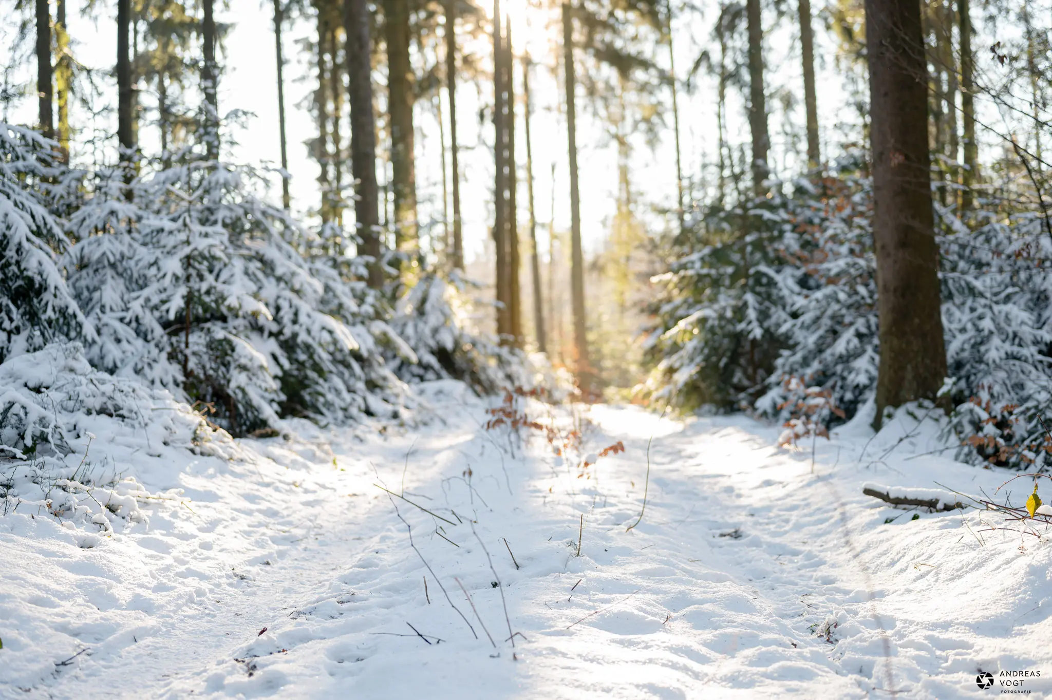 Schwebefotos im Winter-Wald - Fotograf Andreas Vogt aus Aalen